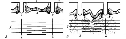 Fiziologia sinapselor neuromusculare