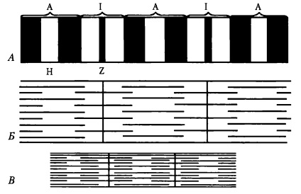 Fiziologia sinapselor neuromusculare