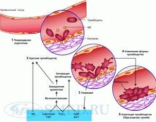 Fiziologia sistemului hemostatic