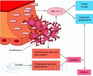 Fiziologia sistemului hemostatic
