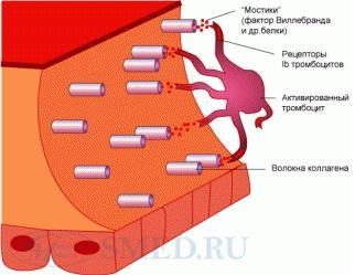 Fiziologia sistemului hemostatic