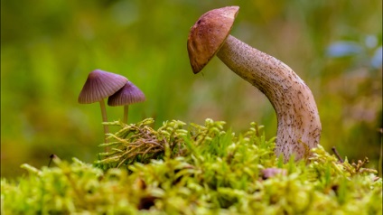 Fotografie a naturii sălbatice și cele mai bune fotografii ale animalelor în natura sălbatică a anului trecut