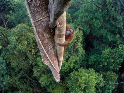 Fotografie a naturii sălbatice și cele mai bune fotografii ale animalelor în natura sălbatică a anului trecut