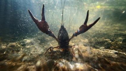 Fotografie a naturii sălbatice și cele mai bune fotografii ale animalelor în natura sălbatică a anului trecut