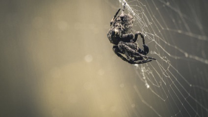 Fotografie a naturii sălbatice și cele mai bune fotografii ale animalelor în natura sălbatică a anului trecut