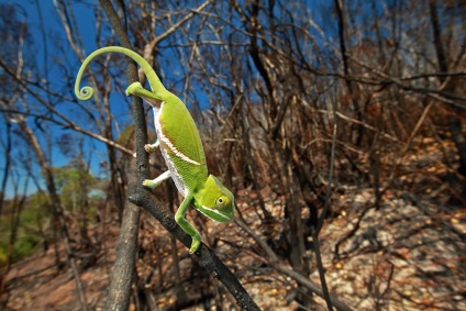 Fotografie a naturii sălbatice și cele mai bune fotografii ale animalelor în natura sălbatică a anului trecut