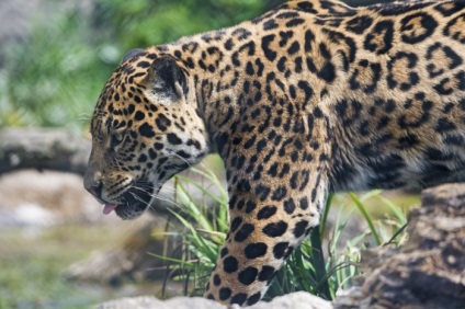 Un jaguar de pisici care nu știe cum să mârâie