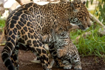 Un jaguar de pisici care nu știe cum să mârâie