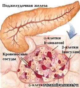 Funcțiile pancreasului: rolul organului în sistemul digestiv