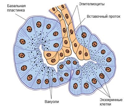 Funcțiile pancreasului: rolul organului în sistemul digestiv