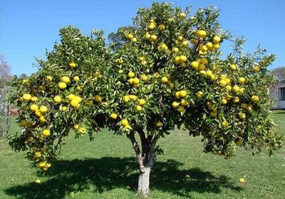 Peluza in gradina si gradina de legume, agricultura naturala