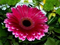 Gerbera într-o oală de flori - cum să ai grijă, flori în casă (gospodărie)