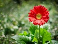 Gerbera într-o oală de flori - cum să ai grijă, flori în casă (gospodărie)