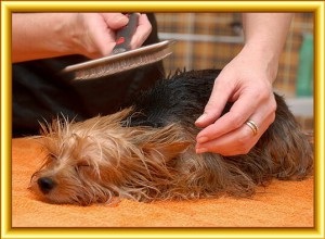 Az egészségügyi ellátás kutyák kutya szőr - egy állatorvosi helyszíni