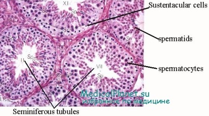Histologia tubulelor seminiferoase