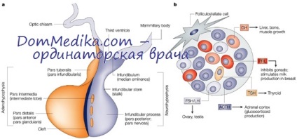 Hormonul de creștere (hormonul de creștere) - sinteză și funcție