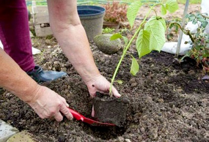 Hortensia plantează și îngrijește tufișul de canabis