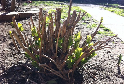 Hortensia plantează și îngrijește tufișul de canabis