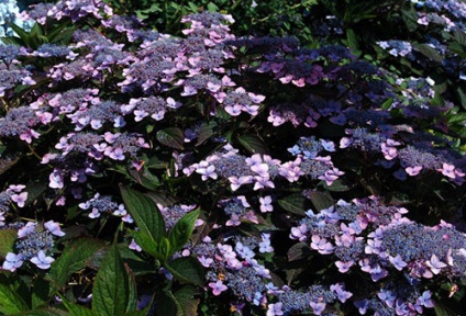 Hortensia plantează și îngrijește tufișul de canabis