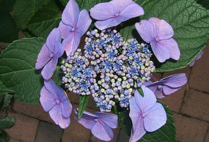 Hortensia plantează și îngrijește tufișul de canabis