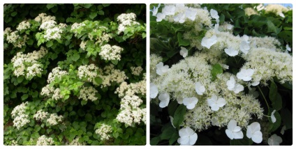 Hydrangea - Specii, Îngrijire, Reproducere