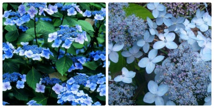 Hydrangea - Specii, Îngrijire, Reproducere