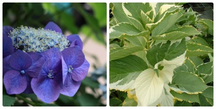 Hydrangea - Specii, Îngrijire, Reproducere