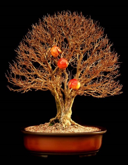 Rodie granatum (punica granatum) bonsai, atelier de bonsai