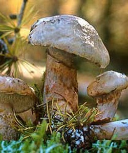 Ciuperci de oilyat fotografie și descrierea speciilor uleioase (granule, zăpadă, uleioase târzii și gri)