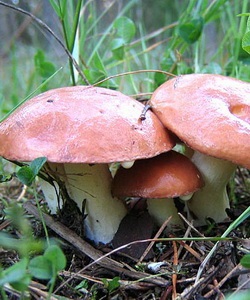 Ciuperci de oilyat fotografie și descrierea speciilor uleioase (granule, zăpadă, uleioase târzii și gri)