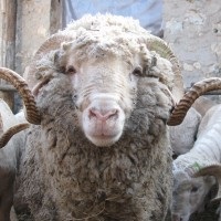 Înmulțirea intensivă a oilor