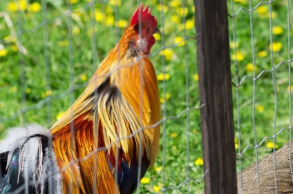 Locuri interesante lângă parcul de păsări - vrăbii din Moscova