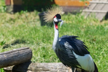 Locuri interesante lângă parcul de păsări - vrăbii din Moscova