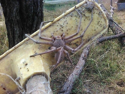 Internetul este preocupat de existența acestui păianjen gigantic de dimensiunea unui câine mic, umkra