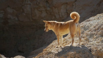 Autoritățile israeliene evacuează proprietarul canisei, care păstrează rasa unică de câini israeliene