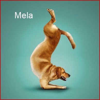 Yoga pentru câini