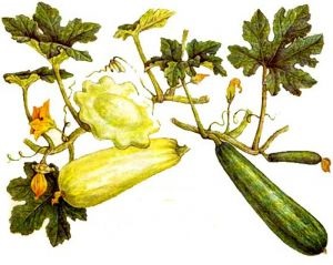 Zucchini, rețete de medicină tradițională