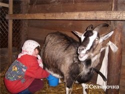 Cum să lapte caprine - seljanochka - un portal pentru agricultori, agricultură, animale, păsări de curte,