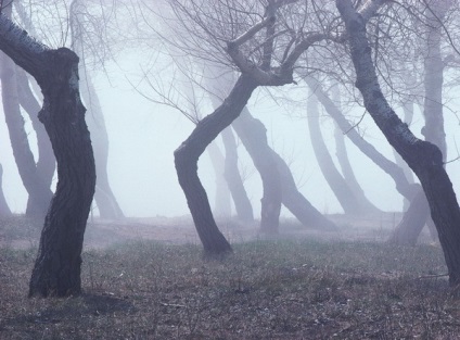 Cum să fotografiezi în pădure, fotografie de lux