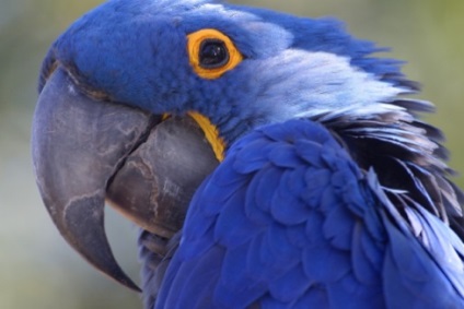 Care sunt papagalii din istoria și tipurile de papagali