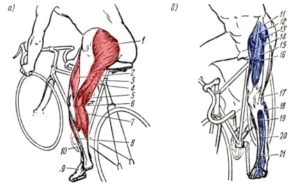 Ce funcționează mușchii când călărești o bicicletă - o revizuire de la