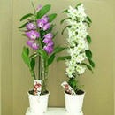Melyek a leggyakoribb fajta orchidea otthoni termesztés