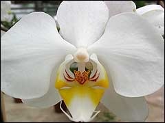 Melyek a leggyakoribb fajta orchidea otthoni termesztés