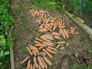 Cum și în cazul în care pentru a stoca morcovi și sfecla în timpul iernii, sovetyli