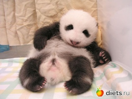 Care sunt nașterile de jurnal pandas - pe