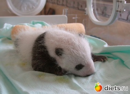 Care sunt nașterile jurnalului de pandas - pe