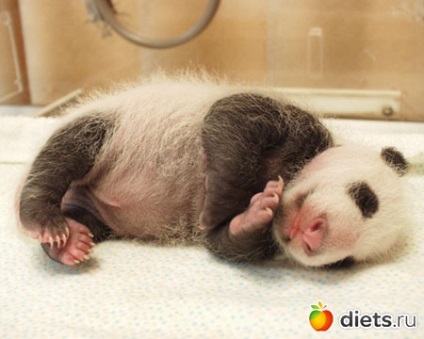 Mi pandák születnek naplók - on