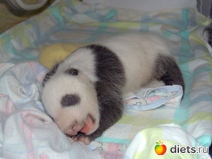 Care sunt nașterile de jurnal pandas - pe