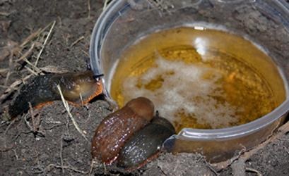 Hogyan lehet megszabadulni a csigák és meztelen csigák, amelyek rontják a termés olvasni a blog Becker
