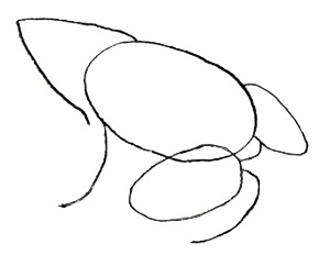 Cum de a desena o broască, desenând o broască cu un creion